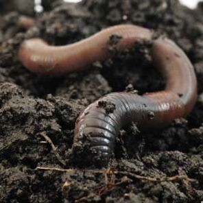 Rainworms to increase member