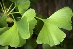 Ginkgo Biloba goes to the penis growth