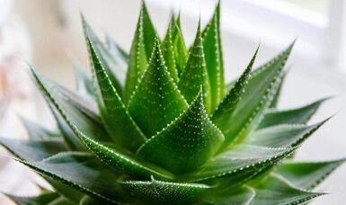 Aloe use to enhance member