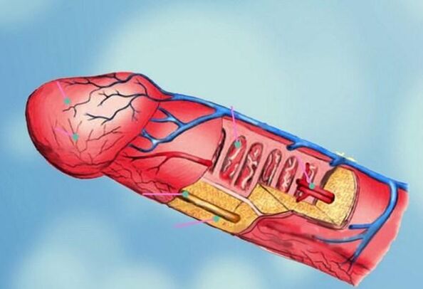 penile structure and head growth